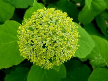 Close-up of flowering plant