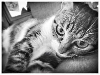 Close-up portrait of a cat