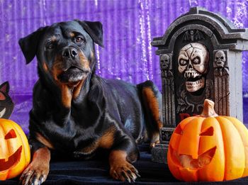 Close-up of dog sitting by pumpkin during halloween