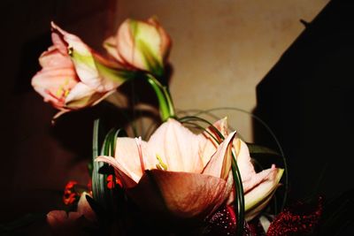 Close-up of flowers blooming outdoors