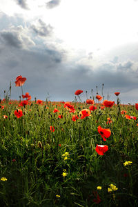 Close-up of red poppy flowers growing on field against sky