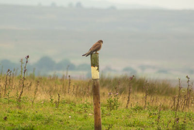 Bird perching on wooden post in field against sky