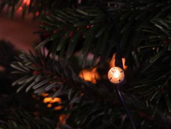 Close-up of illuminated lighting equipment on christmas tree