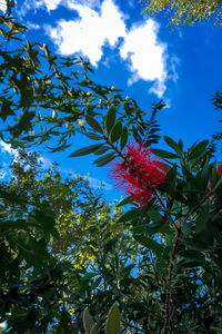 Low angle view of tree against blue sky