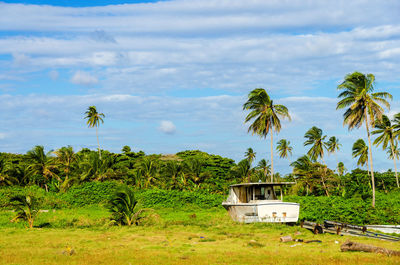 Palm trees against sky