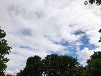 Low angle view of trees against sky