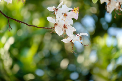 Close-up of white flowers blooming on tree