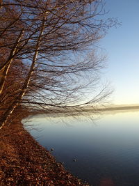 Reflection of tree in lake against sky