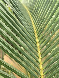 Close-up of palm leaves