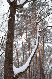 Bare trees on snow covered land