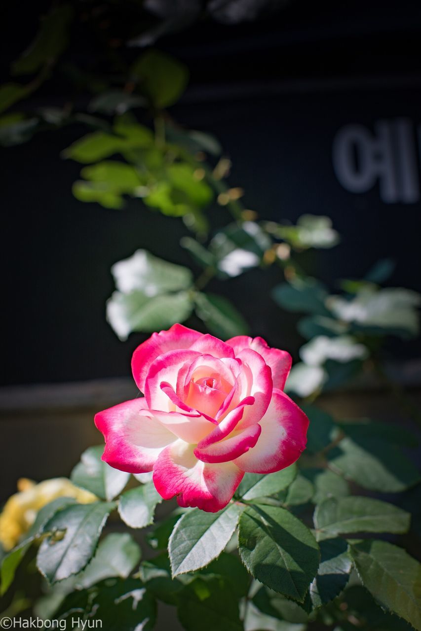 flower, rose - flower, petal, freshness, pink color, nature, fragility, beauty in nature, plant, no people, flower head, focus on foreground, growth, close-up, outdoors, day, red, leaf, blooming