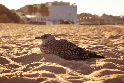 Seagull sit in sand on beach at coastline in the morning sun and enjoy summer