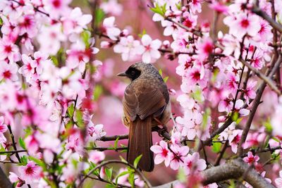 Insect perching on pink flower