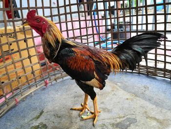 Full length of a bird in cage