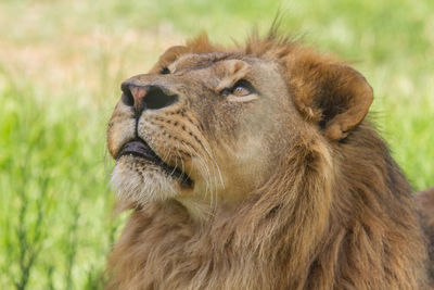 Close-up of a cat on field