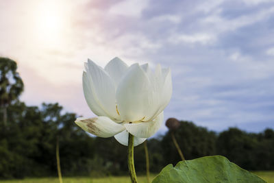 Close-up of white flowering plant against cloudy sky