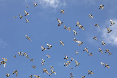 Low angle view of birds flying in the sky