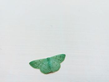 High angle view of leaf on table against white background