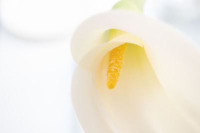 Close-up of yellow flower over white background