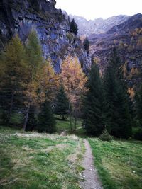 Scenic view of trees in forest against sky