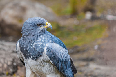 Close-up of bird