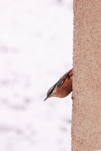 Close-up of bird perching on a tree