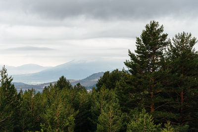 Pine trees in forest against sky