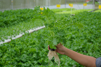 Hand holding plant on field