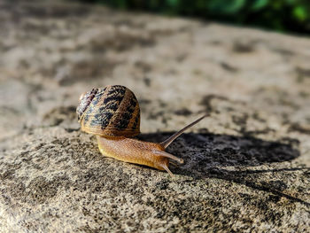 Close-up of snail on land