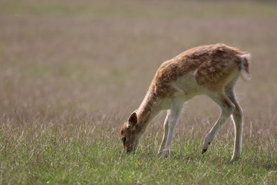 Fawn grazing on field