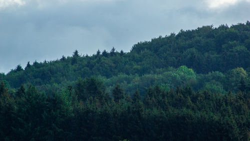 Plants and trees in forest against sky