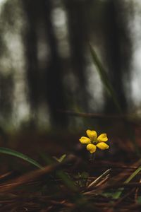 Close-up of yellow flowering plant on field