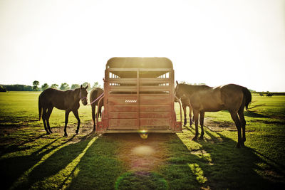 Horses standing by vehicle on grassy field