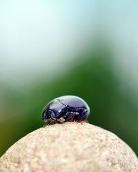 Close-up of bug on leaf with many copy space 