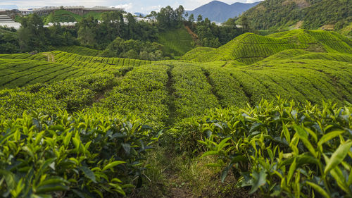 Scenic view of agricultural field