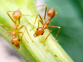 Close-up of fire ants on plant
