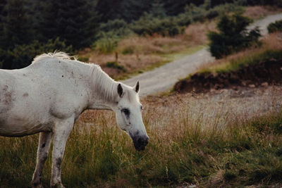 Horse standing in a field during autumn sunset