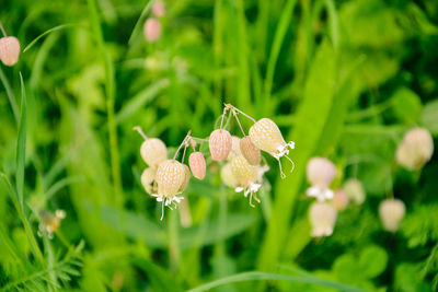 Close-up of white flowering plant on field