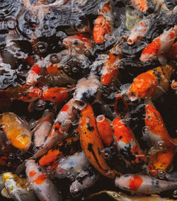 High angle view of koi carps swimming in pond