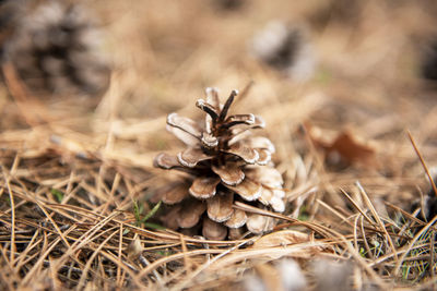 Close-up of mushroom growing on field