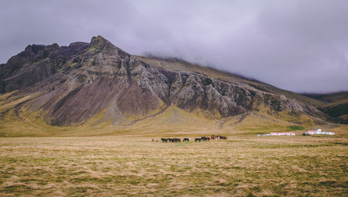 Horses on field by mountains against sky