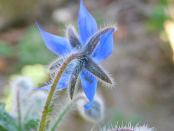 Close-up of purple flower on field