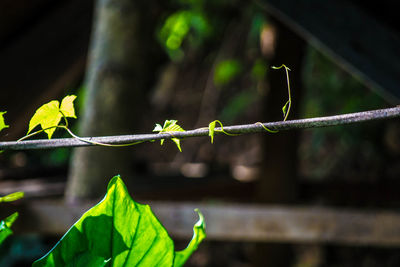 Close-up of green leaves on plant