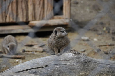 Squirrel on rock