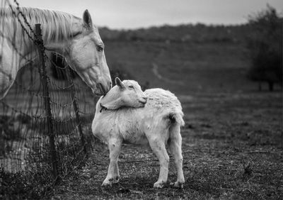 Horse on field