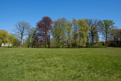 Trees on field against clear blue sky