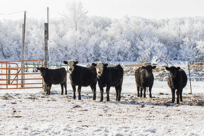Calves standing in a snowy cattle yard.