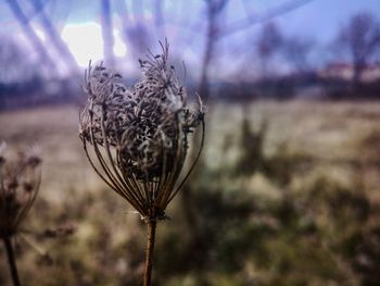 Close-up of dry flower on field