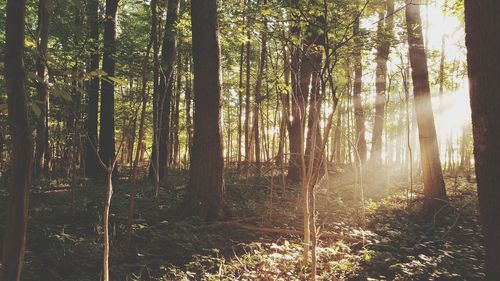 Sunlight streaming through trees in forest