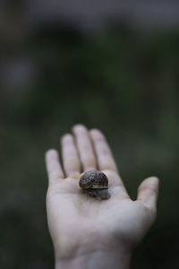 Close-up of hand holding small